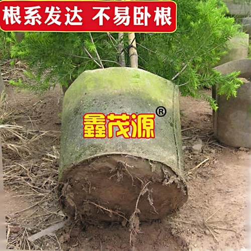 无纺布美植袋热卖育苗袋苗圃种植袋可降解花盆加厚果树苗植树袋 - 图2