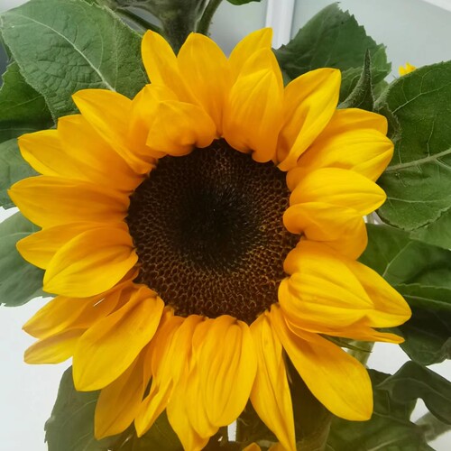 【中花】新鲜向日葵鲜花长花期云南昆明基地直发节日花束水养鲜花 - 图3