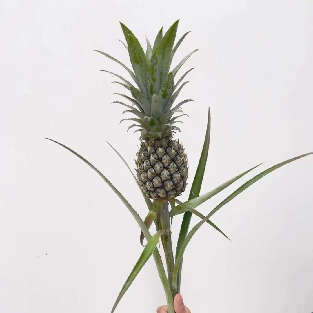 水养菠萝黑凤梨鲜花清新空气室内水培植物长花期鲜花带根,淘宝优惠券,粉丝福利购,淘宝优惠卷
