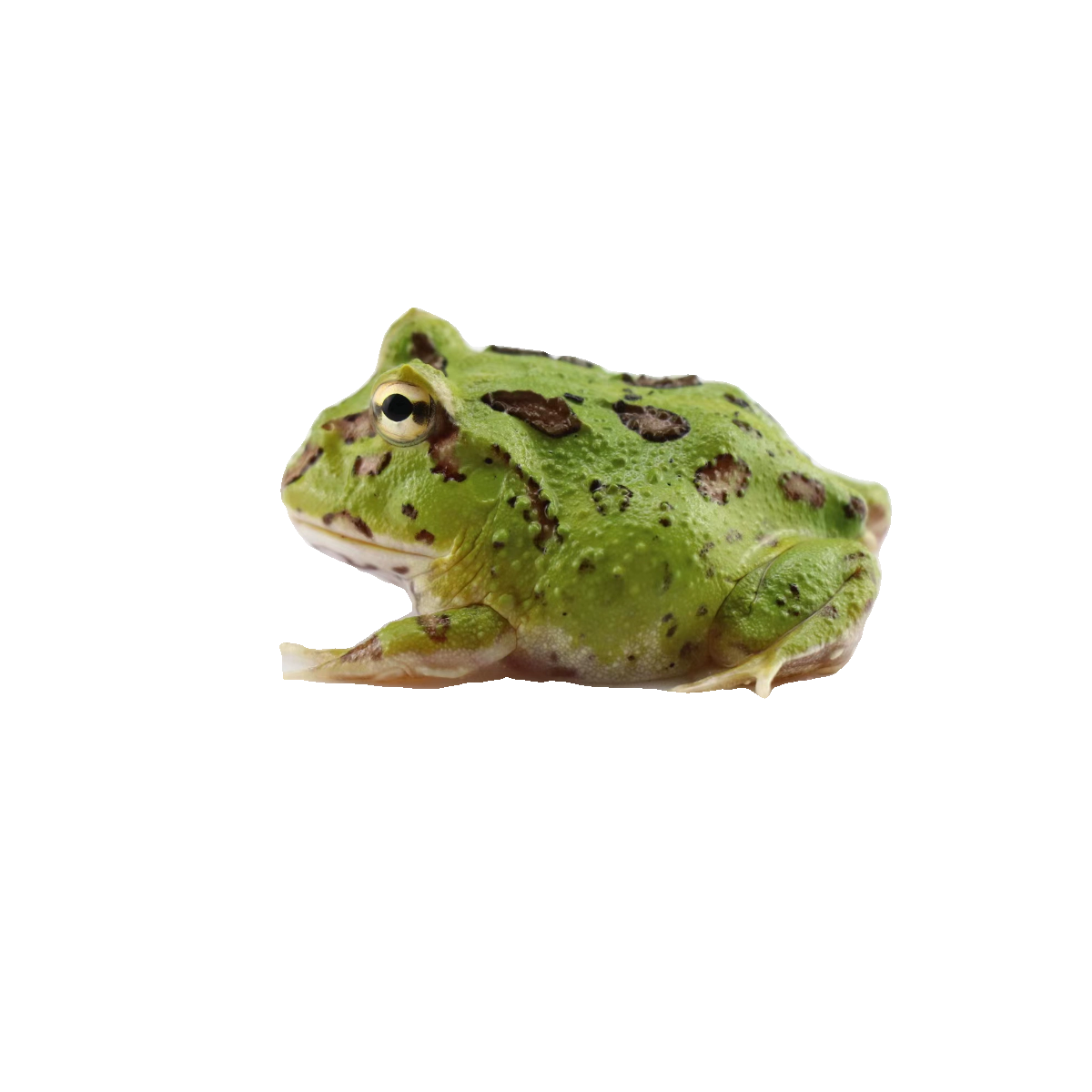 绿角蛙 7-8CM-图0