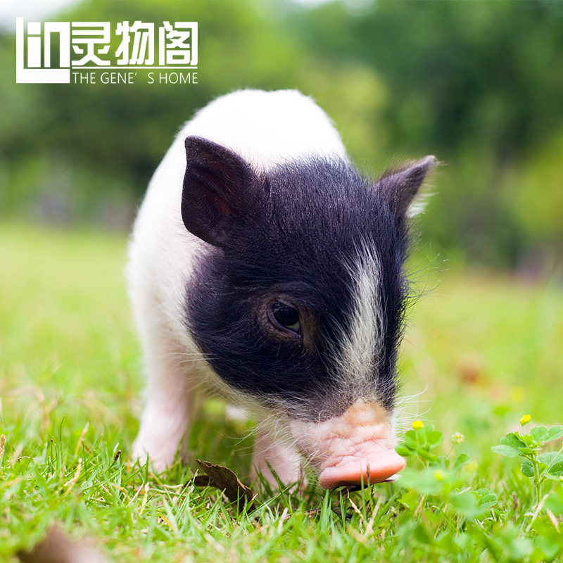 迷你小香猪泰国小型萌宠长不大活体宠物猪家养好养幼崽活物猪,淘宝优惠券,粉丝福利购,淘宝优惠卷