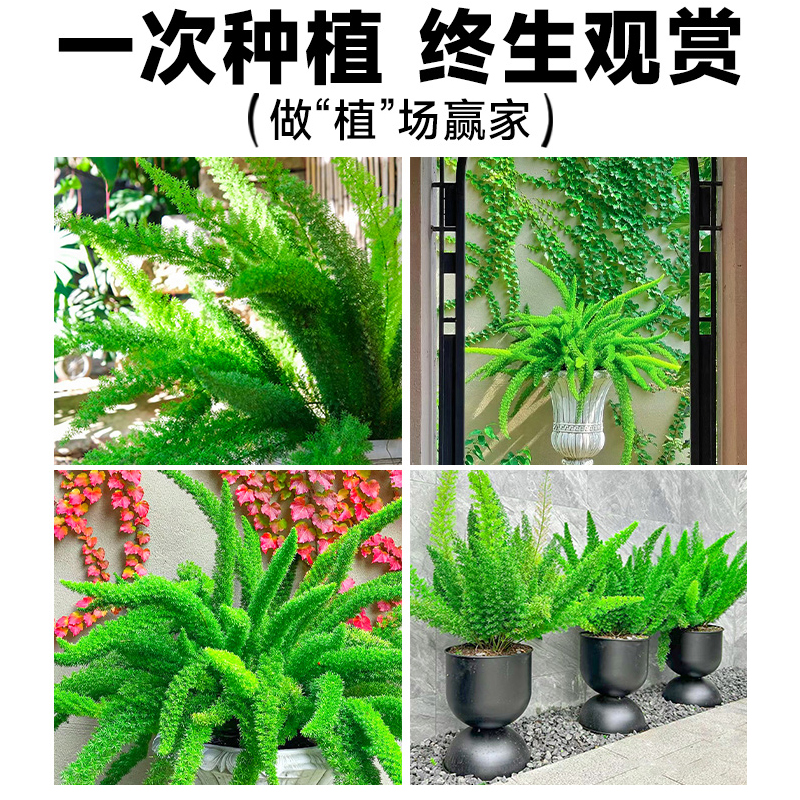 狐尾天门冬盆栽植物庭院阳台常青绿植大全狐尾草四季花卉室内好养-图3