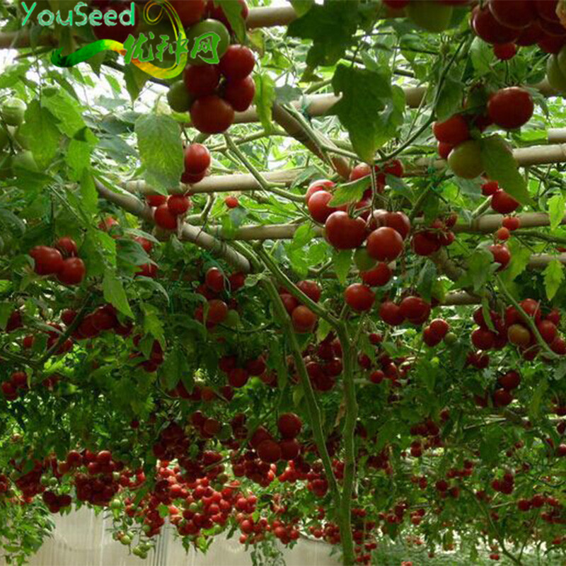 番茄树种子寿光菜博会镇馆之宝观光园农业采摘旅游小西红柿种籽