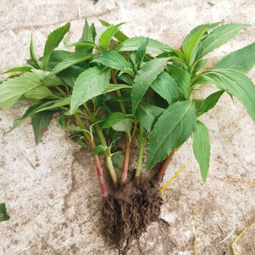 七彩凤仙花重瓣红重瓣指甲花苗急性子学生观察凤仙花懒人茶花多色 - 图1