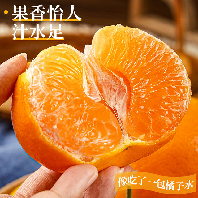 Chun Jian Raking Mandarin | Shangchao Boutique