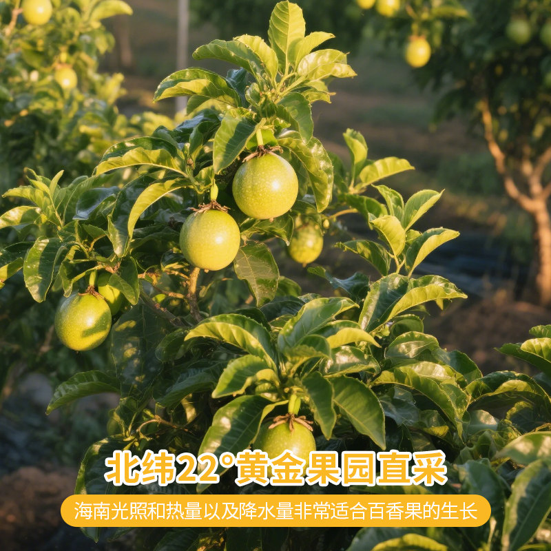 百香果黄金钦蜜9号鲜鸡蛋果5斤包邮大果原浆新鲜海南特大纯甜,淘宝优惠券,粉丝福利购,淘宝优惠卷