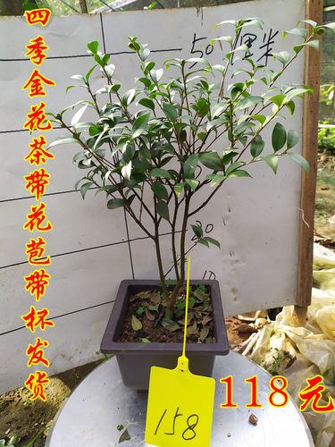 小叶四季金花茶苗树苗广西崇左大新四季开花小叶金茶花小树苗包邮 - 图1