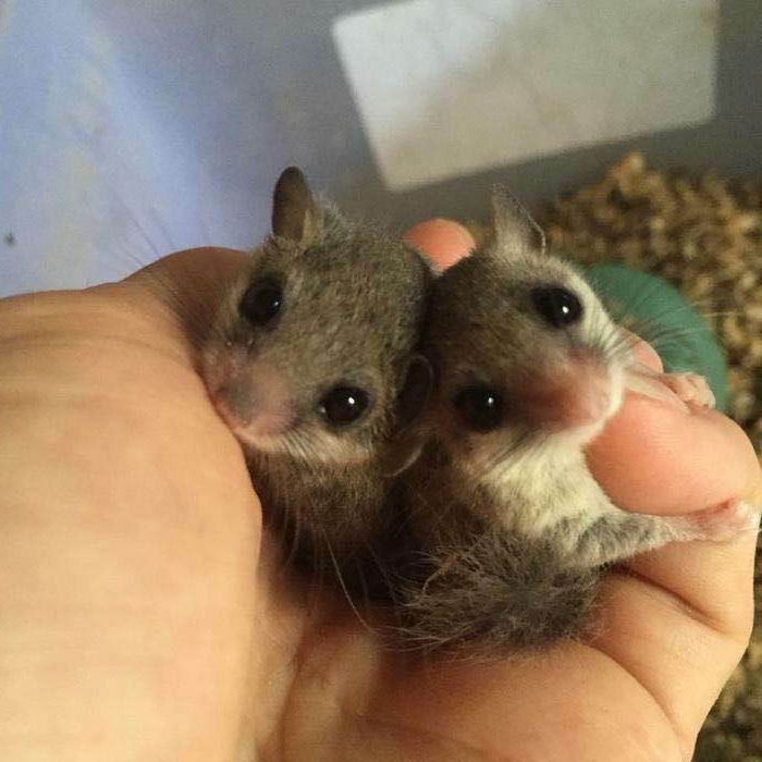 包邮包活西班牙睡鼠幼崽拇指睡鼠小宠物微型龙猫学生宿舍好养宠物-图1