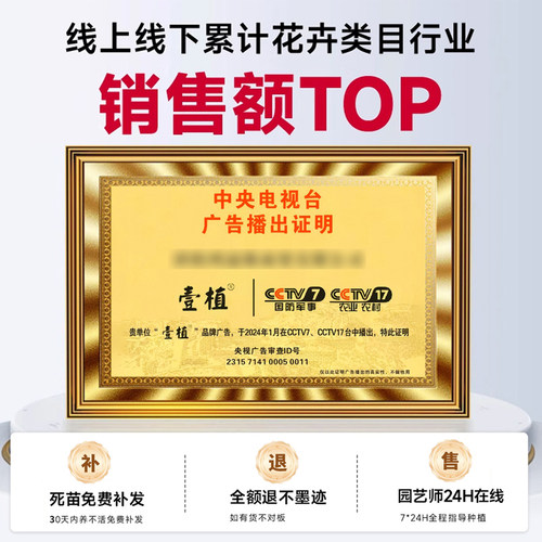 桃树风景树别墅大树木大型观赏树室外绿化庭院紫叶碧桃树盆栽活苗 - 图3