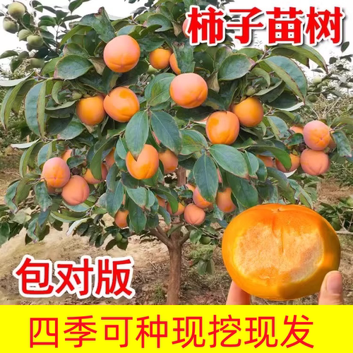 柿子树果苗甜柿无核火晶柿子嫁接果树南北方种植地栽庭院当年结果 - 图1