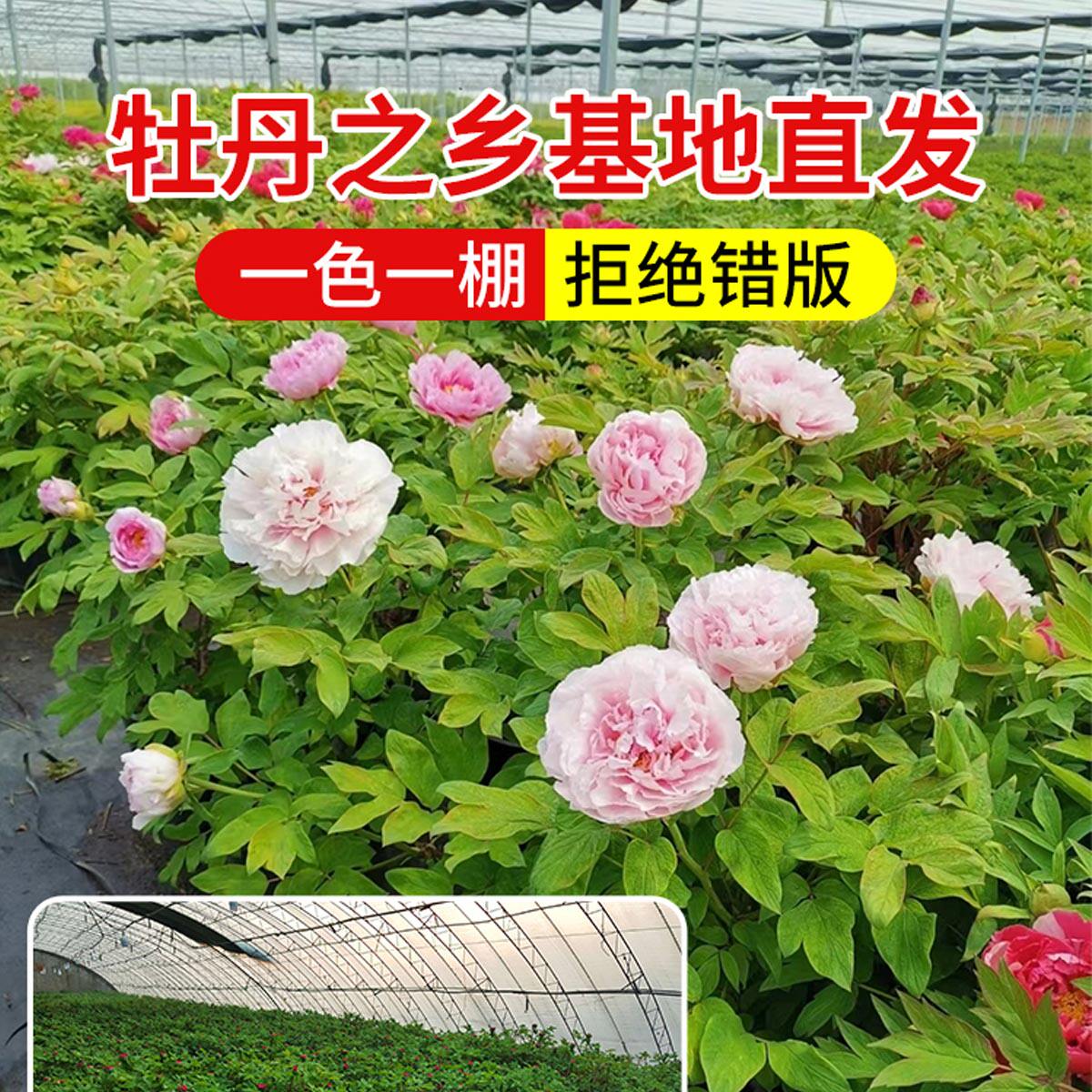 牡丹花苗正宗山东菏泽洛阳芍药鲜花大苗室外盆栽重瓣观赏树苗花卉