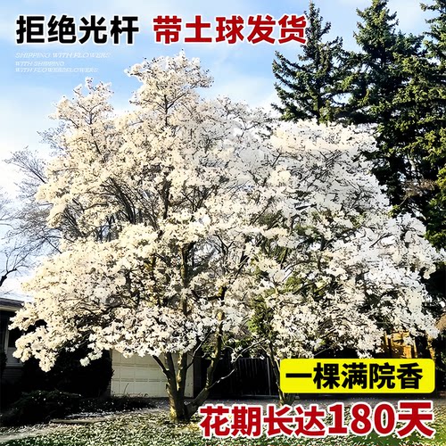 白玉兰树苗带花苞庭院大树植物室内外常青花卉紫玉兰树苗老桩四季 - 图0