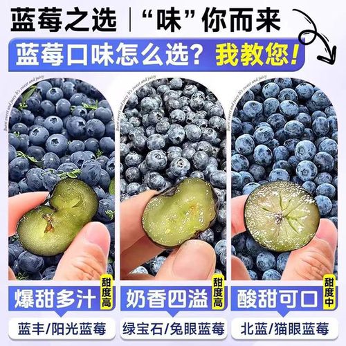 蓝莓树果苗盆栽阳台庭院薄雾特大F6耐寒南北种植当年结果懒人好养 - 图2