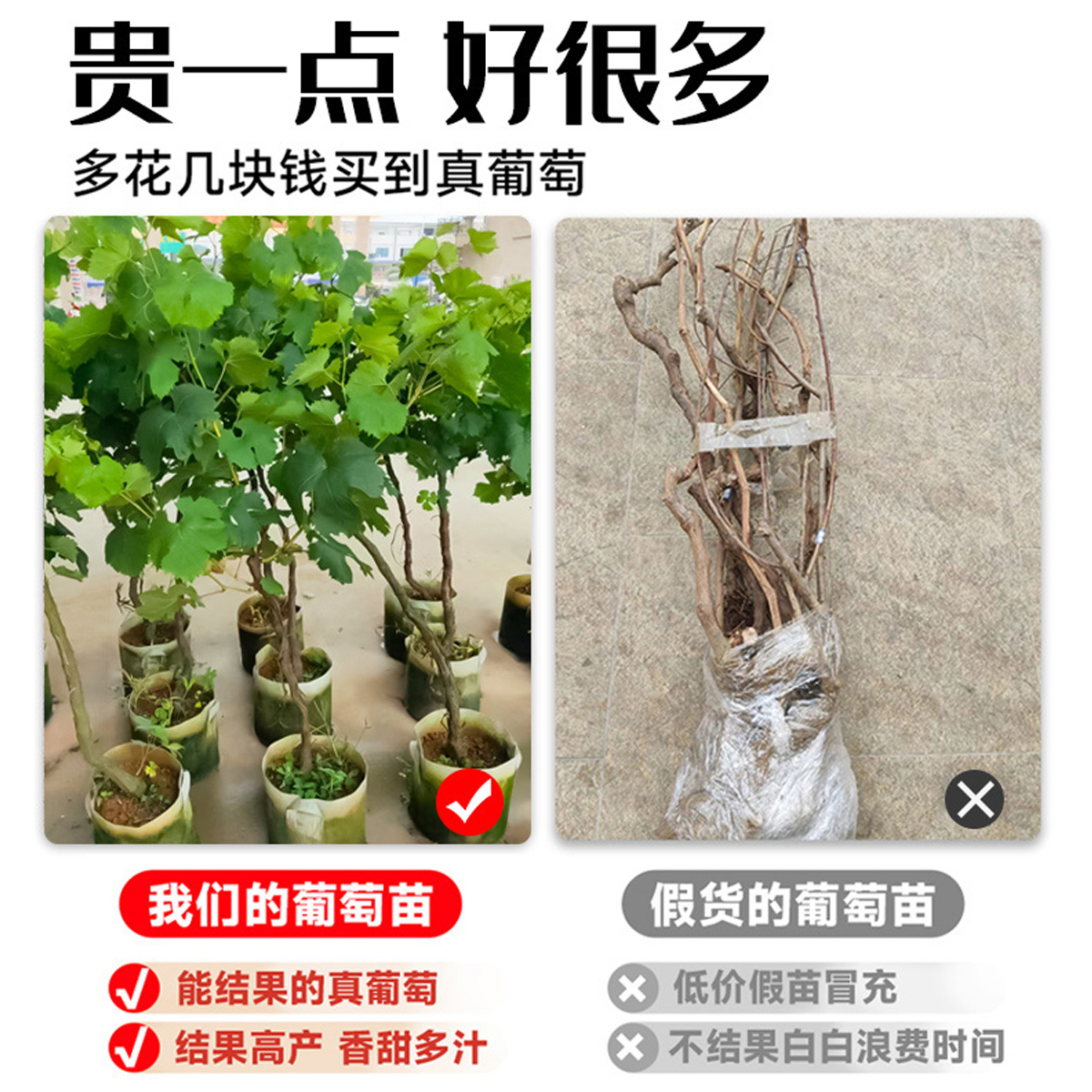 阳光玫瑰葡萄树苖巨峰无籽大果树果苗盆栽庭院爬藤南北方耐寒种植 - 图0