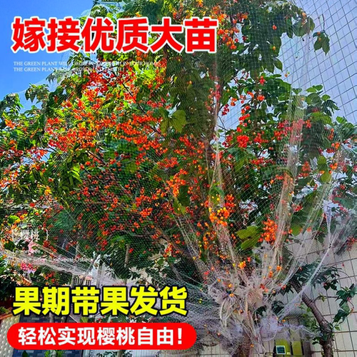 樱桃树苗中华小樱桃车厘子嫁接南北方庭院种植盆栽地栽当年结果 - 图0