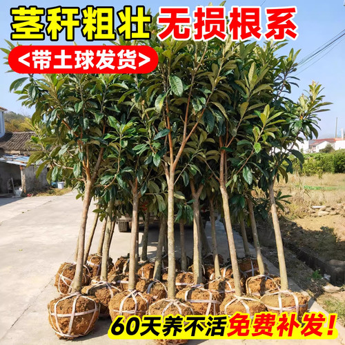 正宗嫁接特大枇杷树苗大苗带土带叶果树苗盆栽地栽南北方当年结果 - 图2