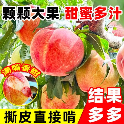 早熟高产水蜜桃树苗盆栽特大桃树果苗南北方种植四季带土当年结果 - 图0