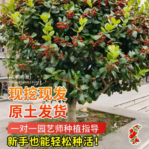 无刺枸骨树苗盆景庭院四季常青苗球北方耐寒绿化苗木满堂红鸿运果 - 图2