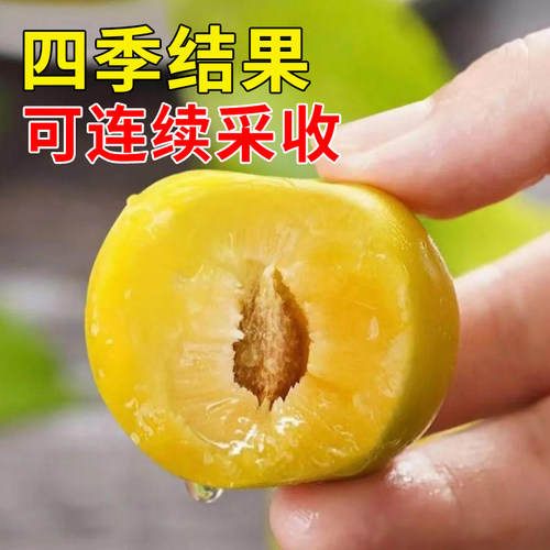 蜂糖李子树苗正宗新品种特大嫁接三华果树果苗庭院盆栽南北方种植 - 图2