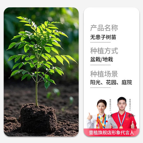 无患子树苗鬼见愁四季绿化树苗南北方庭院名贵风景大树保平安绿植 - 图3