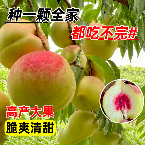 鹰嘴桃树果苗正宗广东连平南北方种植黄桃水蜜桃树苗带土四季盆栽 - 图2