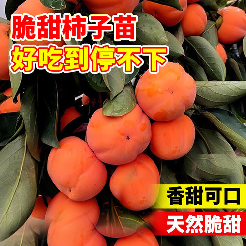 柿子苗树苗脆甜无核特大嫁接果苗南北方种植耐寒盆栽地栽当年结果 - 图1