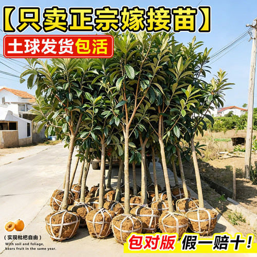 大五星枇杷苗树无核砂糖果苗大果南北方种植嫁接盆地栽琵琶果树苗 - 图0