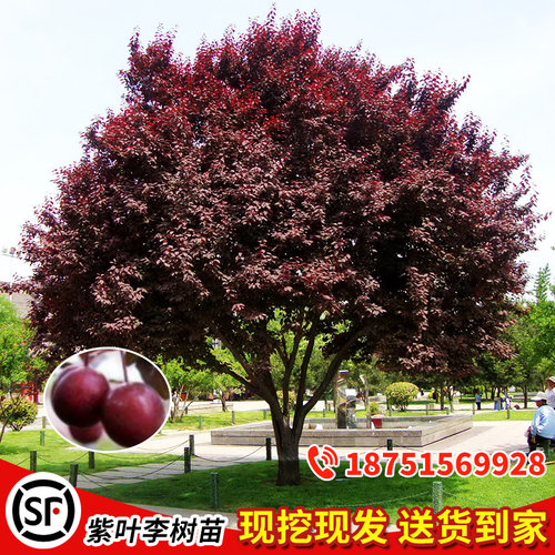 紫叶李树苗红叶李子树苗绿化风景树庭院地栽耐寒植物 - 图1