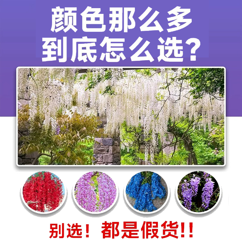 四季紫藤花苗爬藤树苗植物室外阳台盆栽紫藤萝老桩攀爬墙藤蔓花卉 - 图1