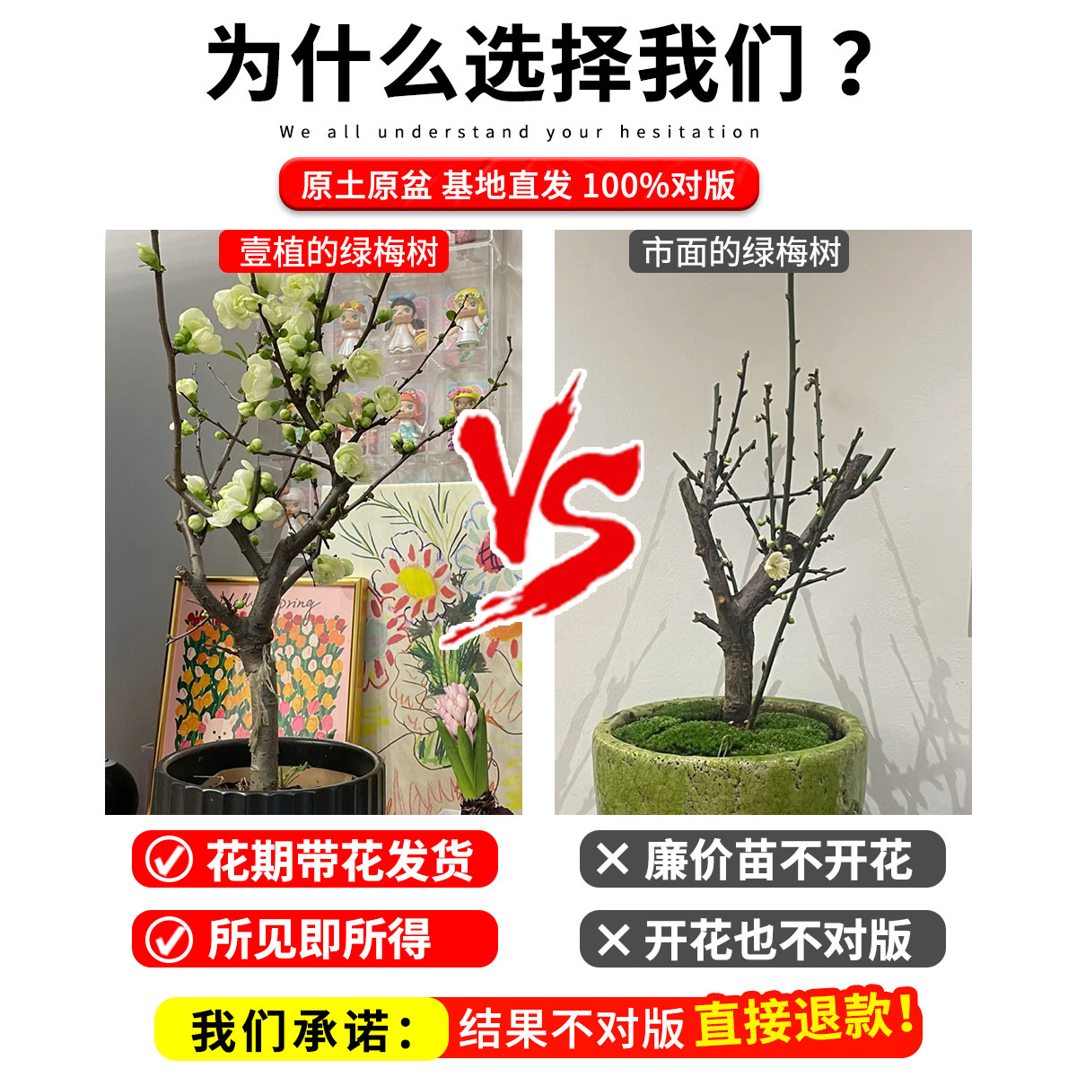 绿梅盆栽树苗室内阳台带花卉庭院地栽四季耐寒绿植腊梅花老桩盆景-图1