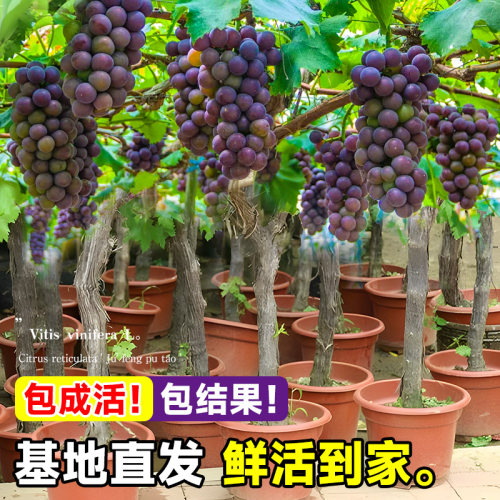 巨峰葡萄树苖大苗果树果苗阳光玫瑰夏黑葡萄树苗四季种植爬藤地栽 - 图1