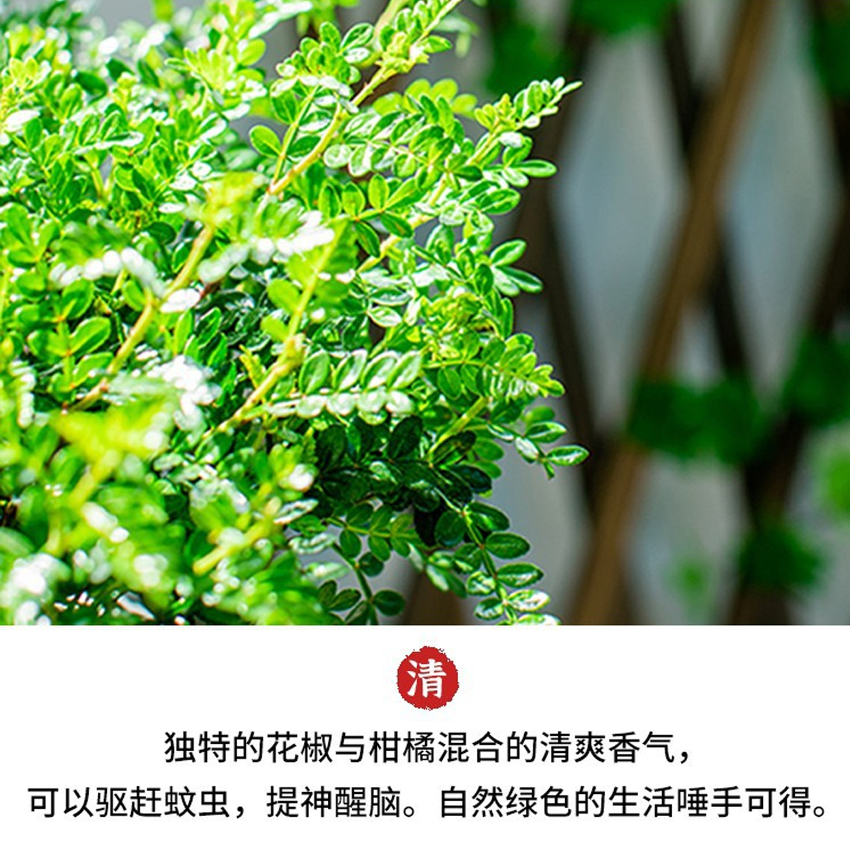 正宗清香胡椒木盆栽驱蚊草植物室内外桌面绿植老桩盆景四季好养活 - 图3