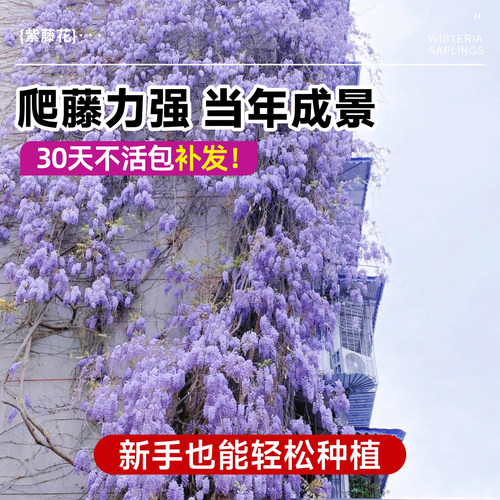 紫藤花树苗爬藤植物多花紫藤萝树苗阳台四季盆栽庭院老桩花卉开花 - 图2