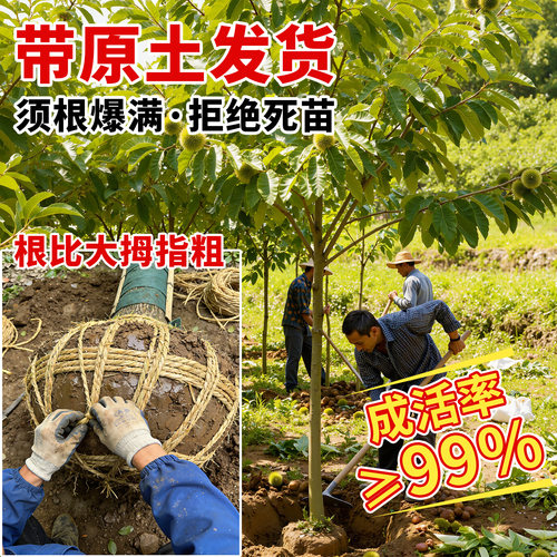 板栗树果苗嫁接栗子正宗南方北方种植庭院早熟盆地栽庭院耐寒果树 - 图0