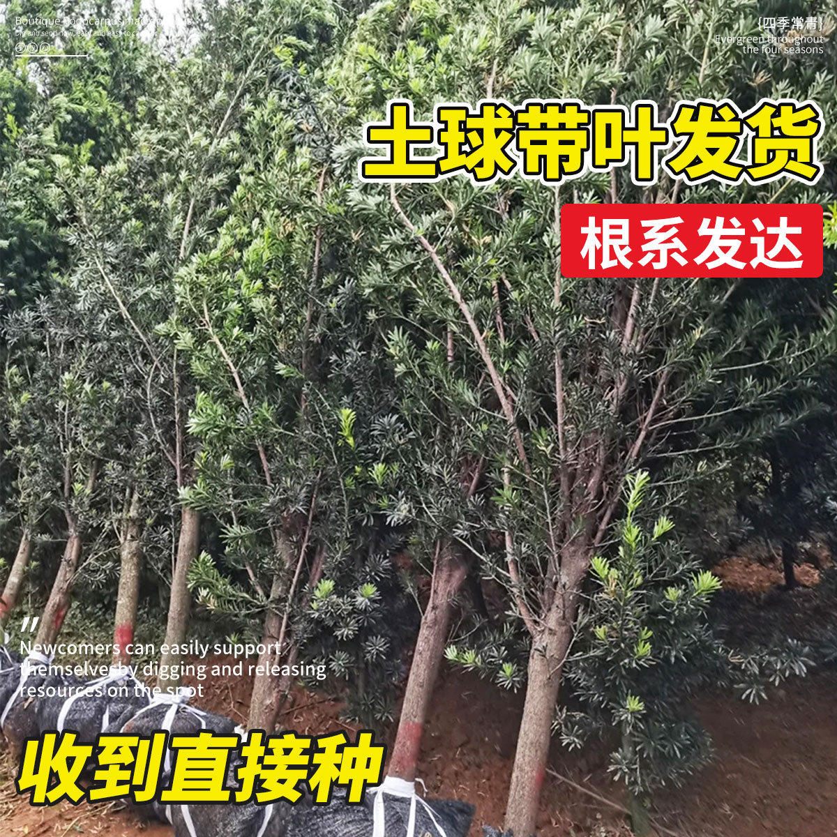 罗汉松树苗盆景小叶雀舌树桩庭院造型树盆栽迎客松名贵松树绿植物-图1