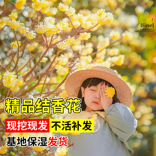 结香花树苗盆栽庭院别墅节香花卉植物梦花树苗室外风景大树绿化苗 - 图0