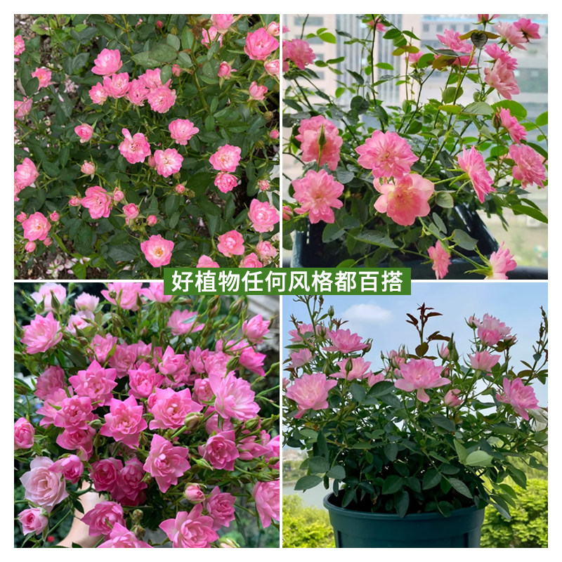 天荷繁星微型月季花苗多头灌木玫瑰蔷薇室内阳台四季开花花卉盆栽,淘宝优惠券,粉丝福利购,淘宝优惠卷