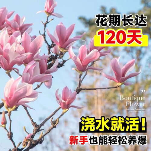 玉兰树苗大树带花苞耐寒庭院室外绿化植物白紫广玉兰花苗花卉盆栽 - 图1