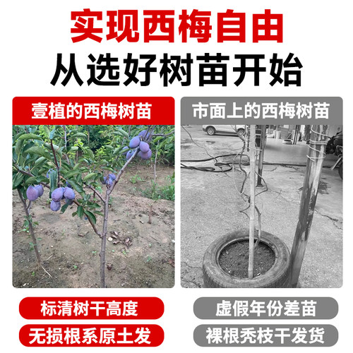 西梅树树苗蓝蜜西梅李子树苗北方南方室内外庭院盆栽当年结果带土 - 图3