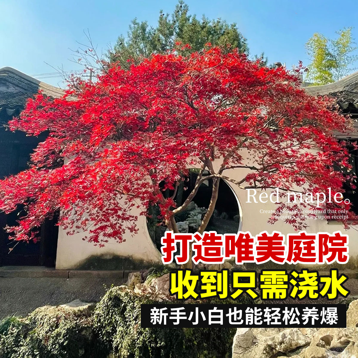 日本红枫树苗四季红舞姬室外枫叶盆景盆栽庭院绿化植物风景花树苗_虎窝淘