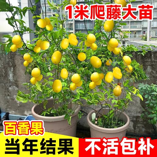 黄金百香果树果苗九号四季纯甜嫁接盆栽带土不断结果包邮黄金果苗 - 图0