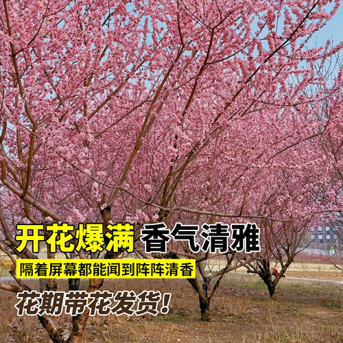 桃树风景树别墅大树木大型观赏树室外绿化庭院紫叶碧桃树盆栽活苗 - 图1