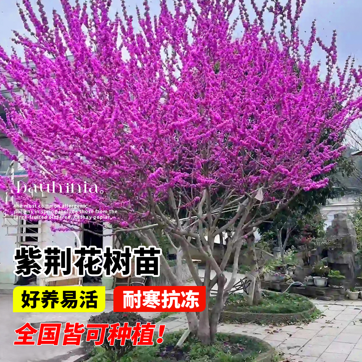 紫荆花树苗四季开花庭院耐寒丛生花卉大盆栽室外风景种植绿化植物 - 图0