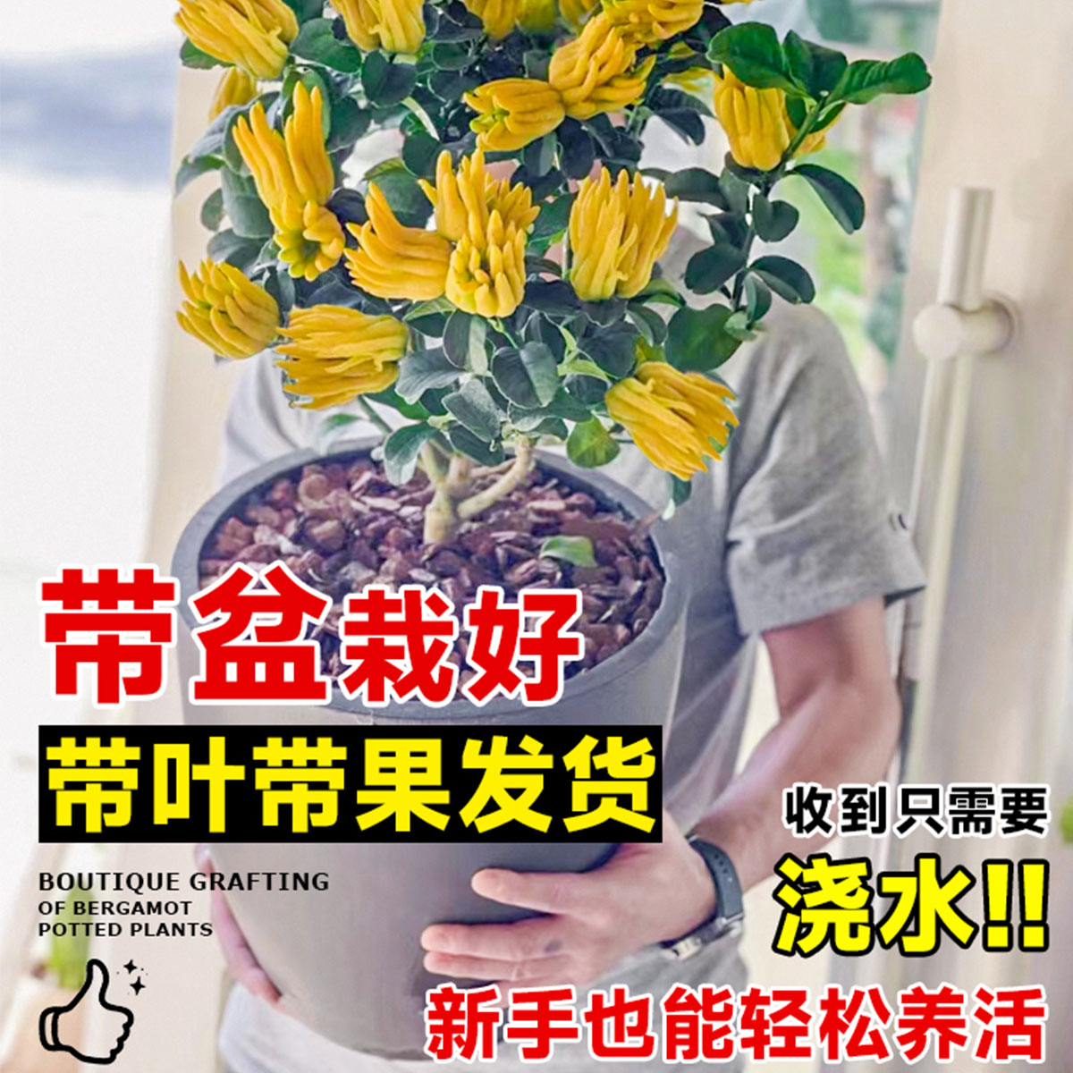 佛手树盆栽带果金华佛手柑阳台庭院南北方种植老桩果树苗四季好养 - 图1