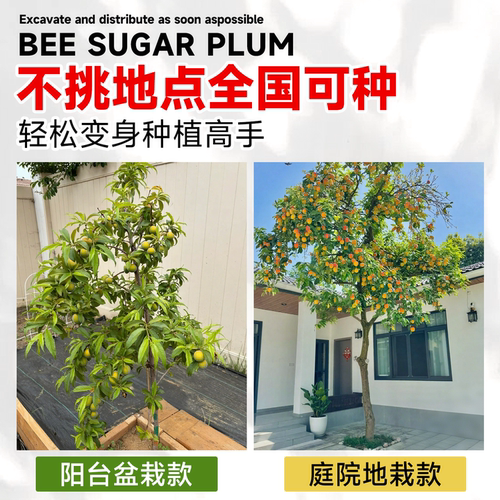 晚熟青脆李子树果苗正宗嫁接特大果苗盆栽三华李子新品种当年结果 - 图3