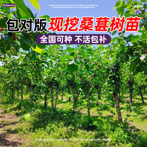 长果桑葚树苗耐寒盆栽无籽十黑桑大果树地栽庭院正宗台湾带果嫁接 - 图2