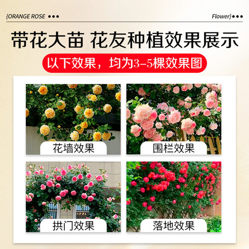 蔷薇花苗爬藤四季藤本月季阳台庭院特大花卉玫瑰盆栽耐寒植物开花 - 图3