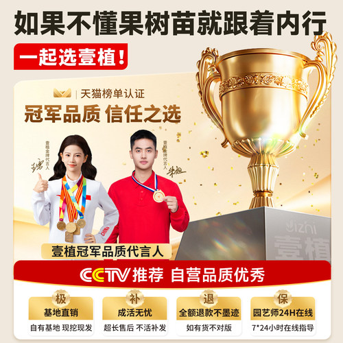 石榴树树苗突尼斯软籽盆栽地栽庭院特大带土全国四季种植当年结果 - 图3