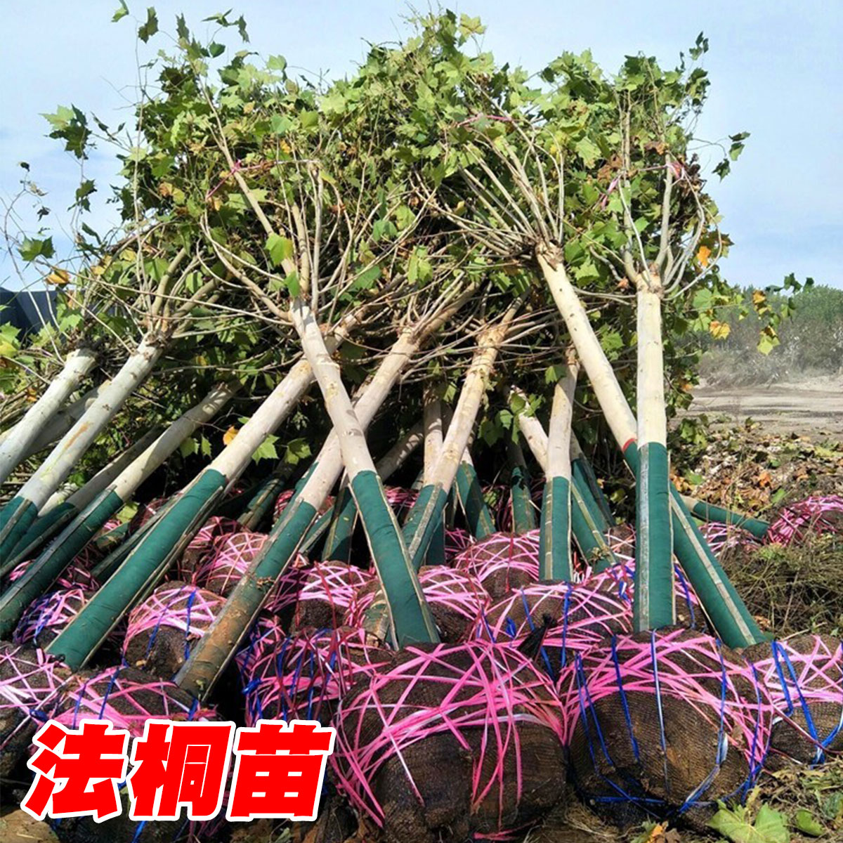 法国梧桐树树苗大树庭院风景树行道园林绿化苗木南方种植青桐法桐-图2