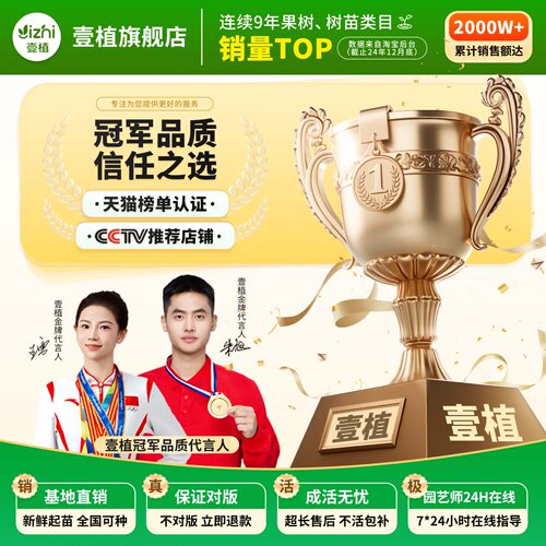 枇杷树果苗嫁接无核砂糖琵琶大果南北方种植盆地栽水果树当年结果 - 图3